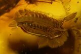 Fossil Cicada Larva and Multiple Flower Stamen in Baltic Amber #159827-3
